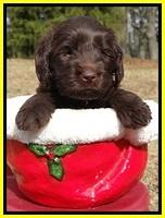 TH pups 5 weeks old 701