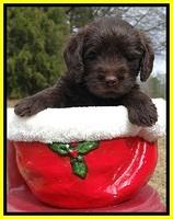 TH pups 5 weeks old 721