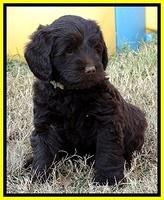 TH pups 5.5 wks old 1 3