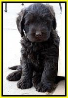 TH pups 5.5 wks old 11