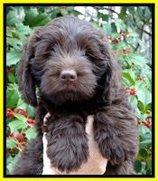 TH pups 7 weeks old 261