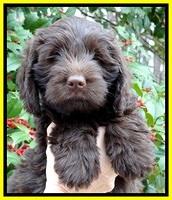 TH pups 7 weeks old 271