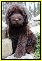 TH pups 8 wks old 107