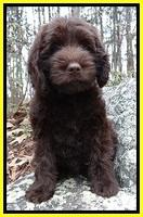 TH pups 8 wks old 117