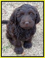 TH pups 8 wks old 43