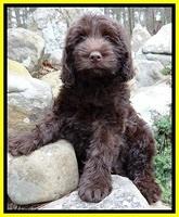TH pups 8 wks old 87