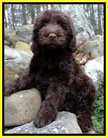 TH pups 8 wks old 97