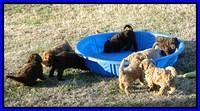 Group play tara and tias pups 3