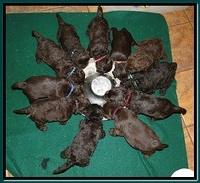 TH pups group 4 wks old eating