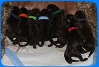TH pups newborn 1