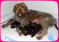 TH pups newborn with MOM 1