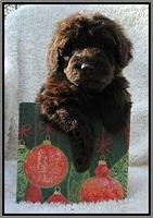 TH pups 5 wks old ab 19