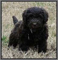 TH pups 5.5 wks old 10