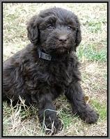 TH pups 5.5 wks old 2