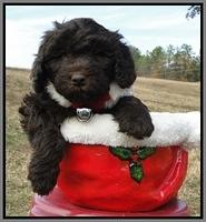 TH pups 6.5 wks old 28