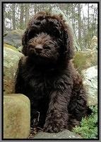 TH pups 8 wks old 61