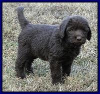 TH pups 5.5 wks old 63