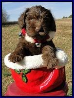 TH pups 6.5 wks old 8
