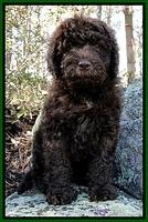 TH pups 8 wks old 10