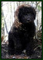 TH pups 8 wks old 12