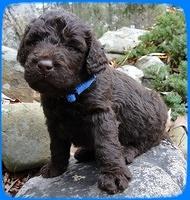 TH pups 3 wks old 28