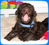 TH pups 3 wks old 61