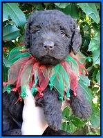 TH pups 5 wks old 14