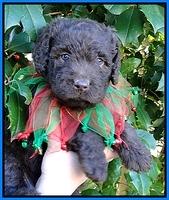 TH pups 5 wks old 15