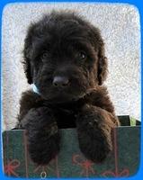 TH pups 5 wks old ab 27