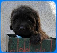 TH pups 5 wks old ab 28