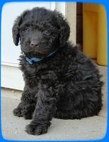 TH pups 5.5 wks old 31