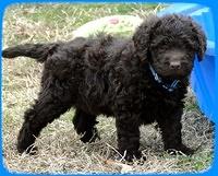 TH pups 5.5 wks old 8