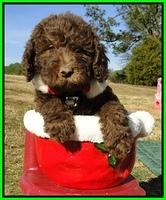 TH pups 6.5 wks old 13