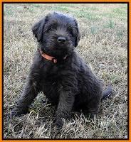 TH pups 5.5 wks old 67