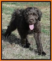 TH pups 9 wks old 13