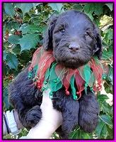 TH pups 5 wks old 26