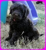 TH pups 5.5 wks old 32