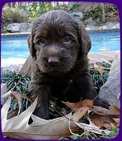 TH pups 4 wks old 4