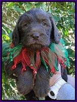 TH pups 5 wks old 7