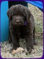 TH pups 5.5 wks old 4