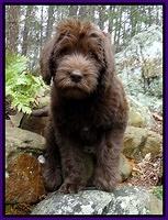 TH pups 8 wks old 67