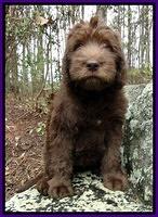 TH pups 8 wks old 69