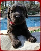 TH pups 4 wks old 22