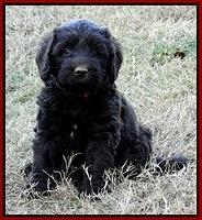 TH pups 6 wks old 1
