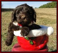 TH pups 6.5 wks old 11