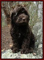 TH pups 8 wks old 70