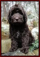 TH pups 8 wks old 71