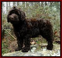 TH pups 8 wks old 72