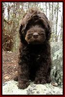 TH pups 8 wks old 78