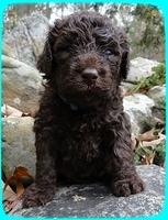 TH pups 3 wks old 17